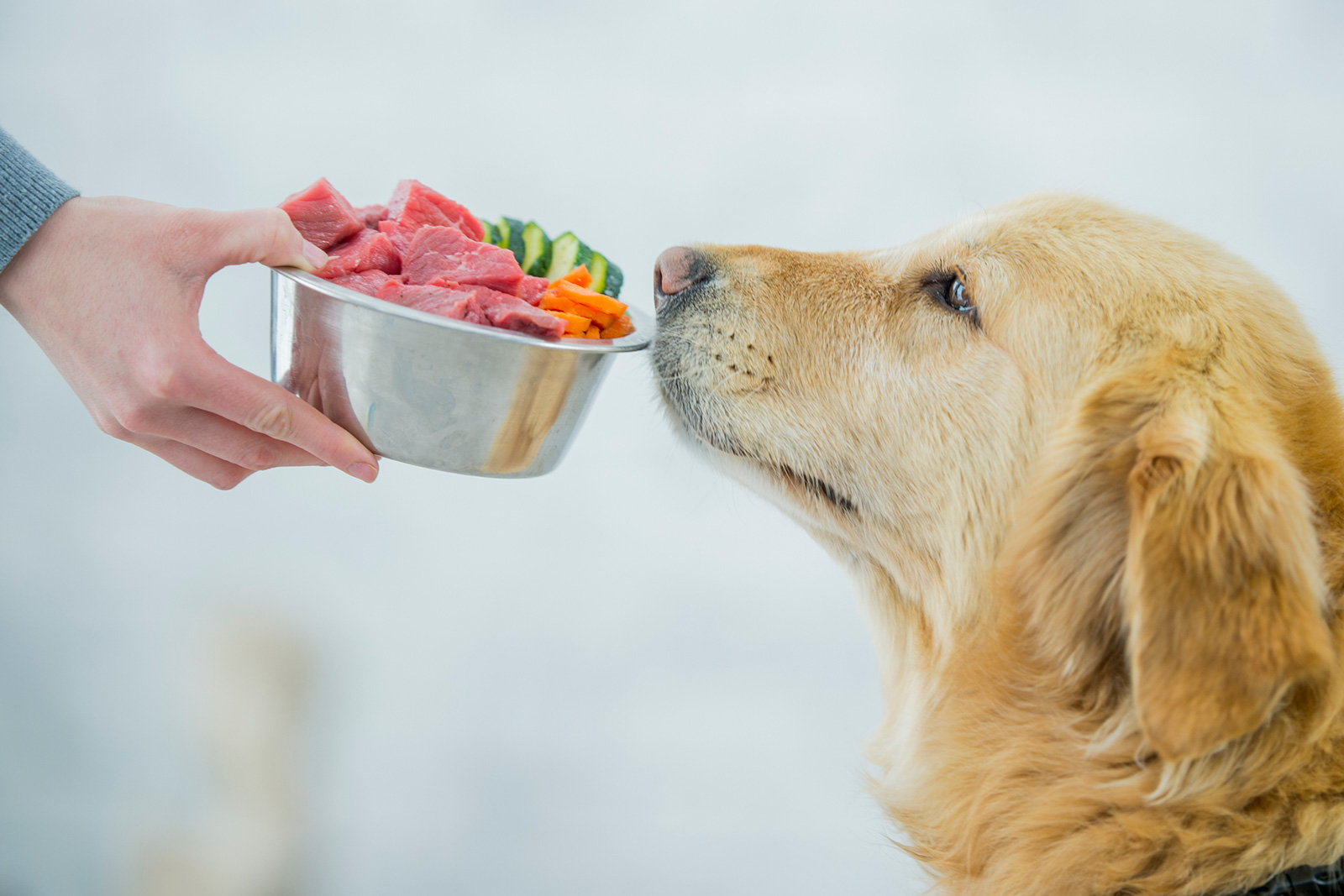 How to Create a Balanced Diet Plan for Your Dog