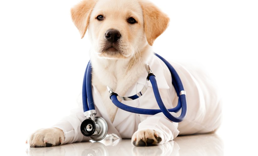 Top 10 Essential Nutrients for Your Dog’s Optimal Health