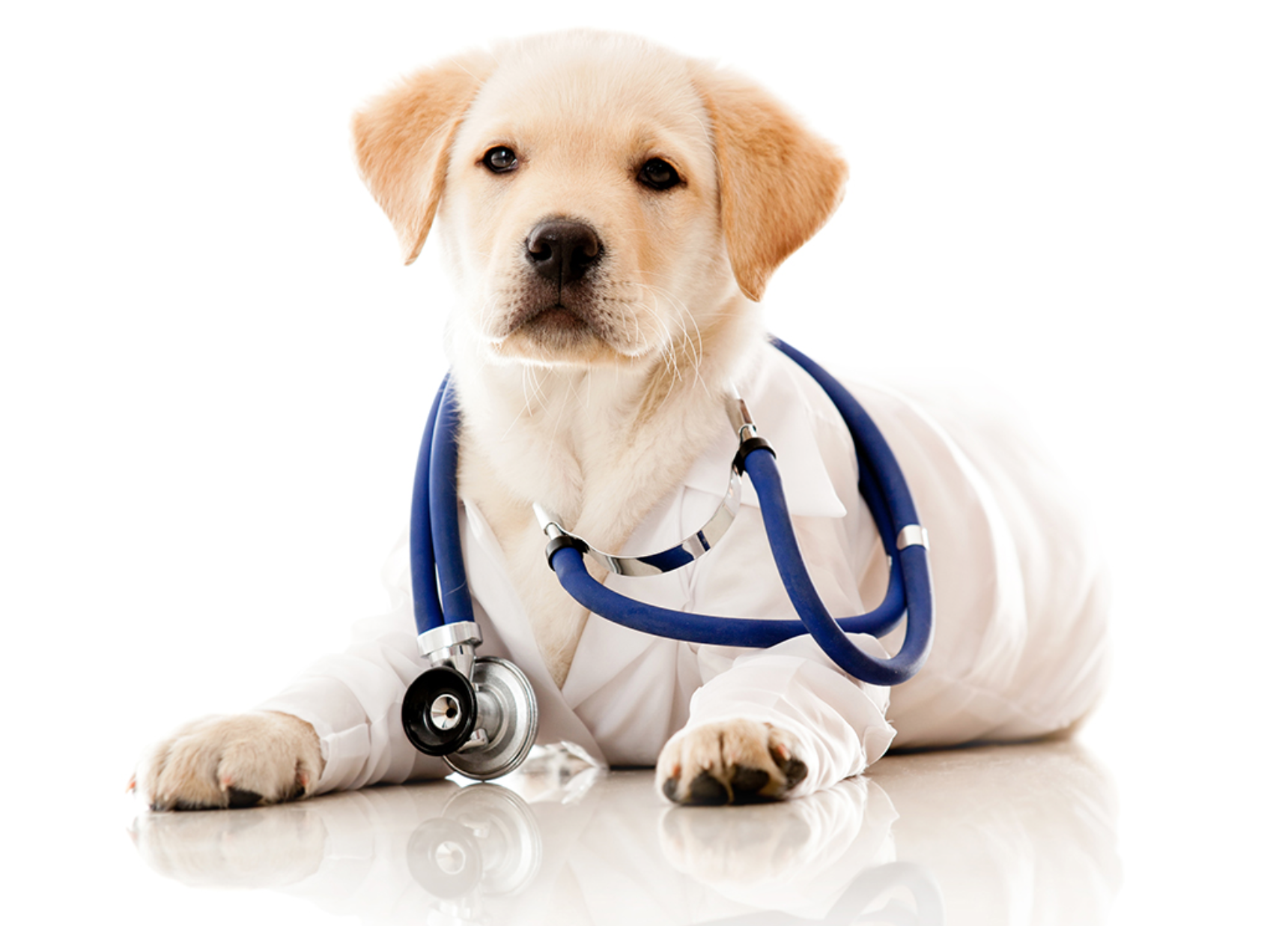 Top 10 Essential Nutrients for Your Dog’s Optimal Health