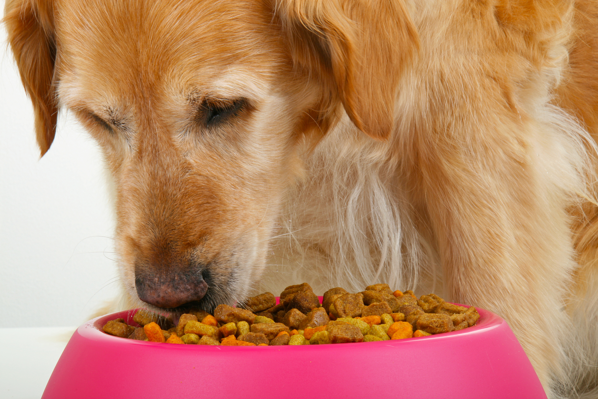 Choosing the Best Dog Food for Small Breeds