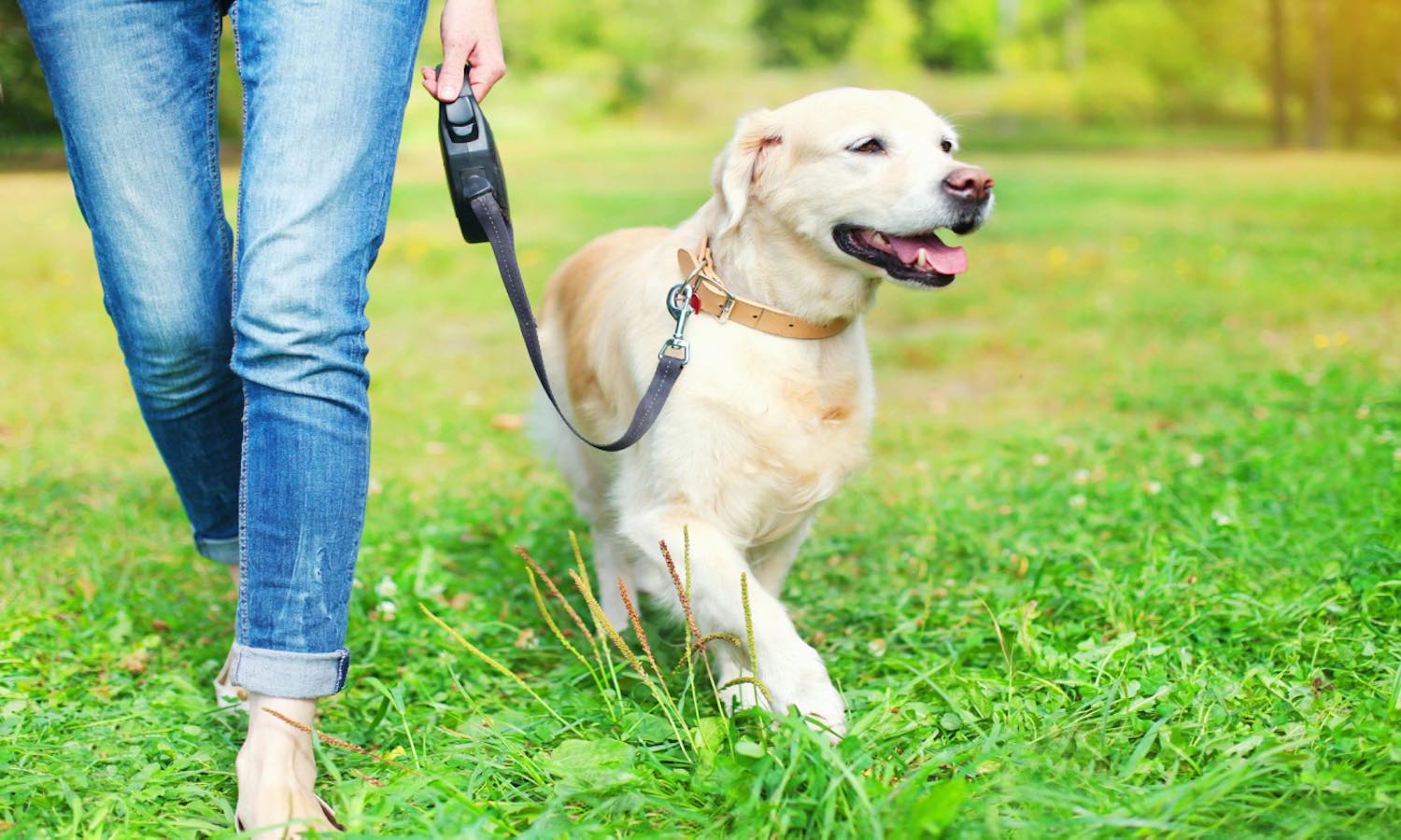 Essential Travel Accessories for Dogs on the Go