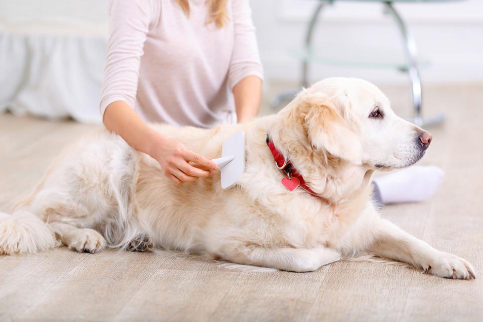 Understanding Your Dog’s Skin and Coat Care Needs