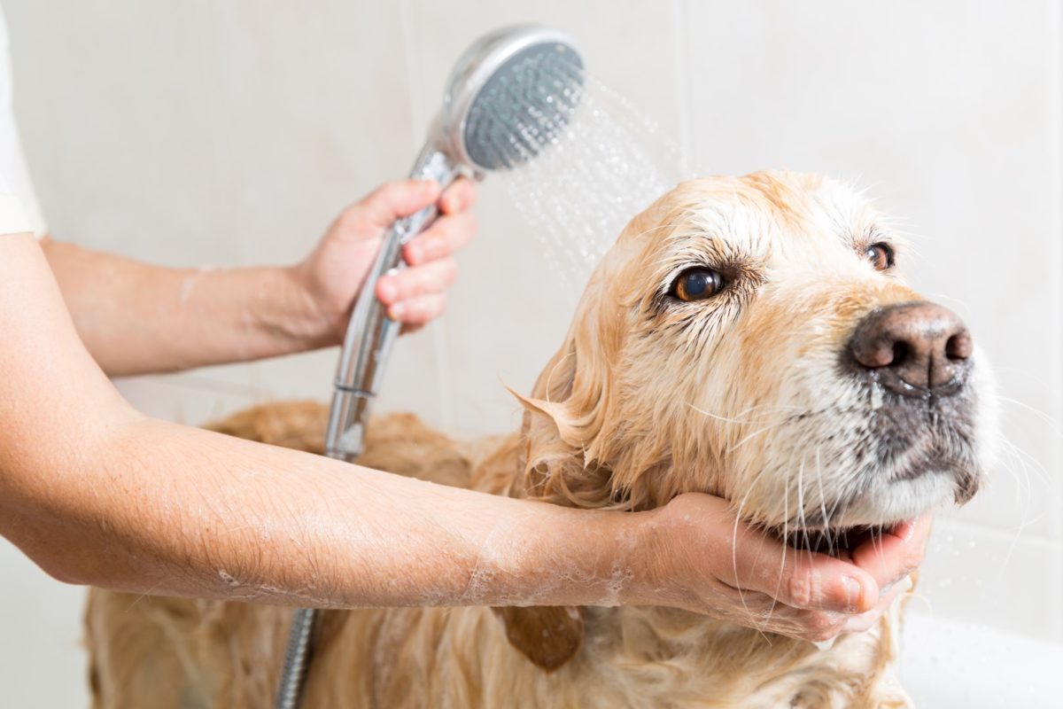 Essential Grooming Tools Every Dog Owner Should Have