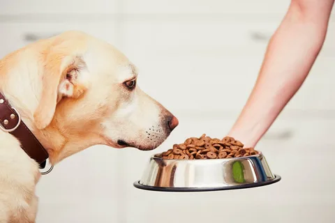 Vegetarian and Vegan Dog Food: Is It Right for Your Pet?