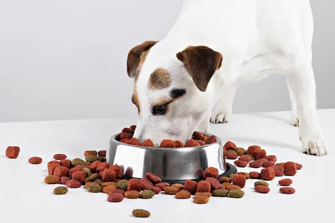 The Best Dog Foods for Puppies: Nutrition for Growing Dogs