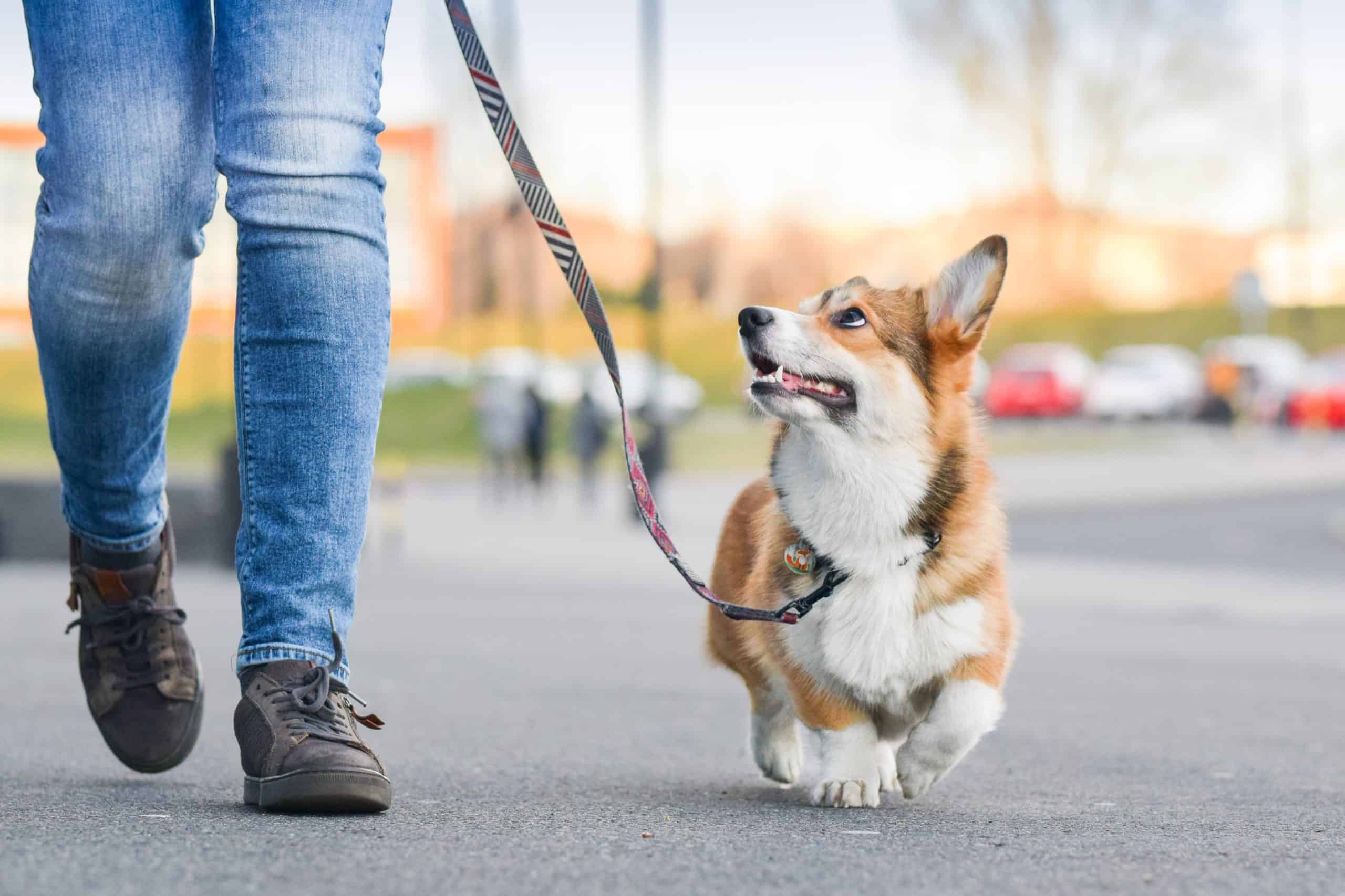 Stylish and Functional: The Best Collars and Leashes for Your Dog