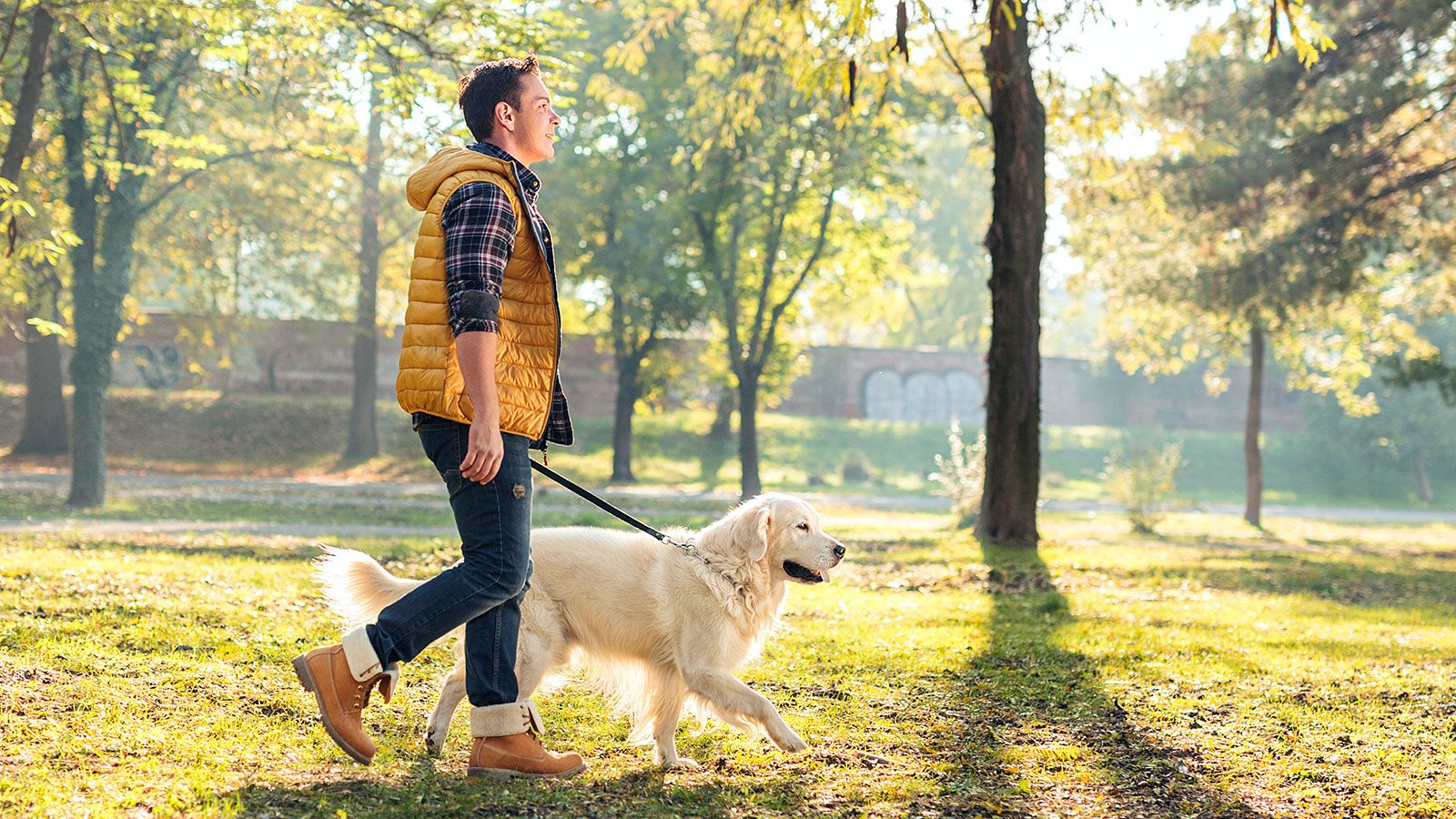 Keeping Your Dog Safe: The Best Reflective Gear for Night Walks