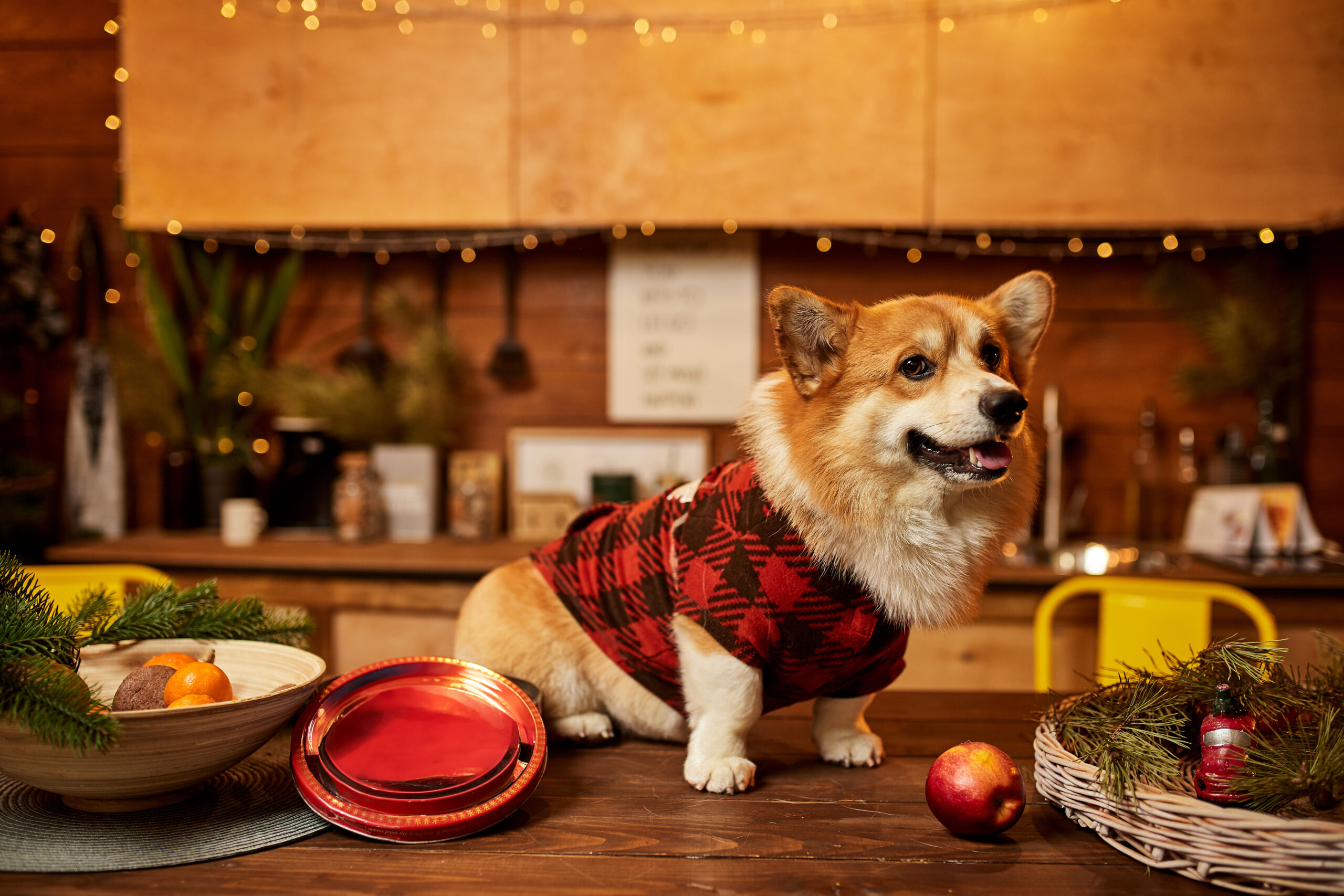 Homemade Dog Treats: Simple Recipes for Healthy Snacks