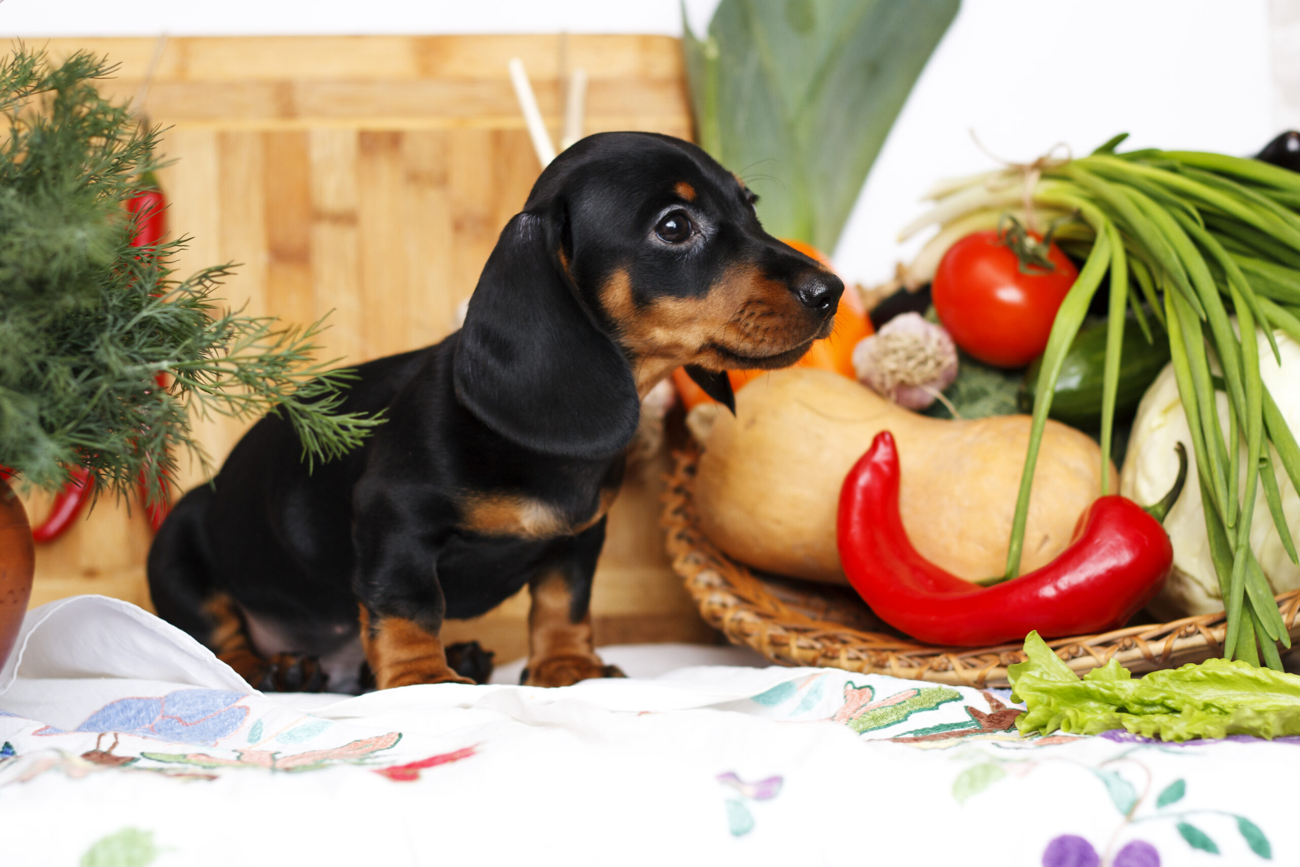 The Best Diet for Your Dog: What You Need to Know