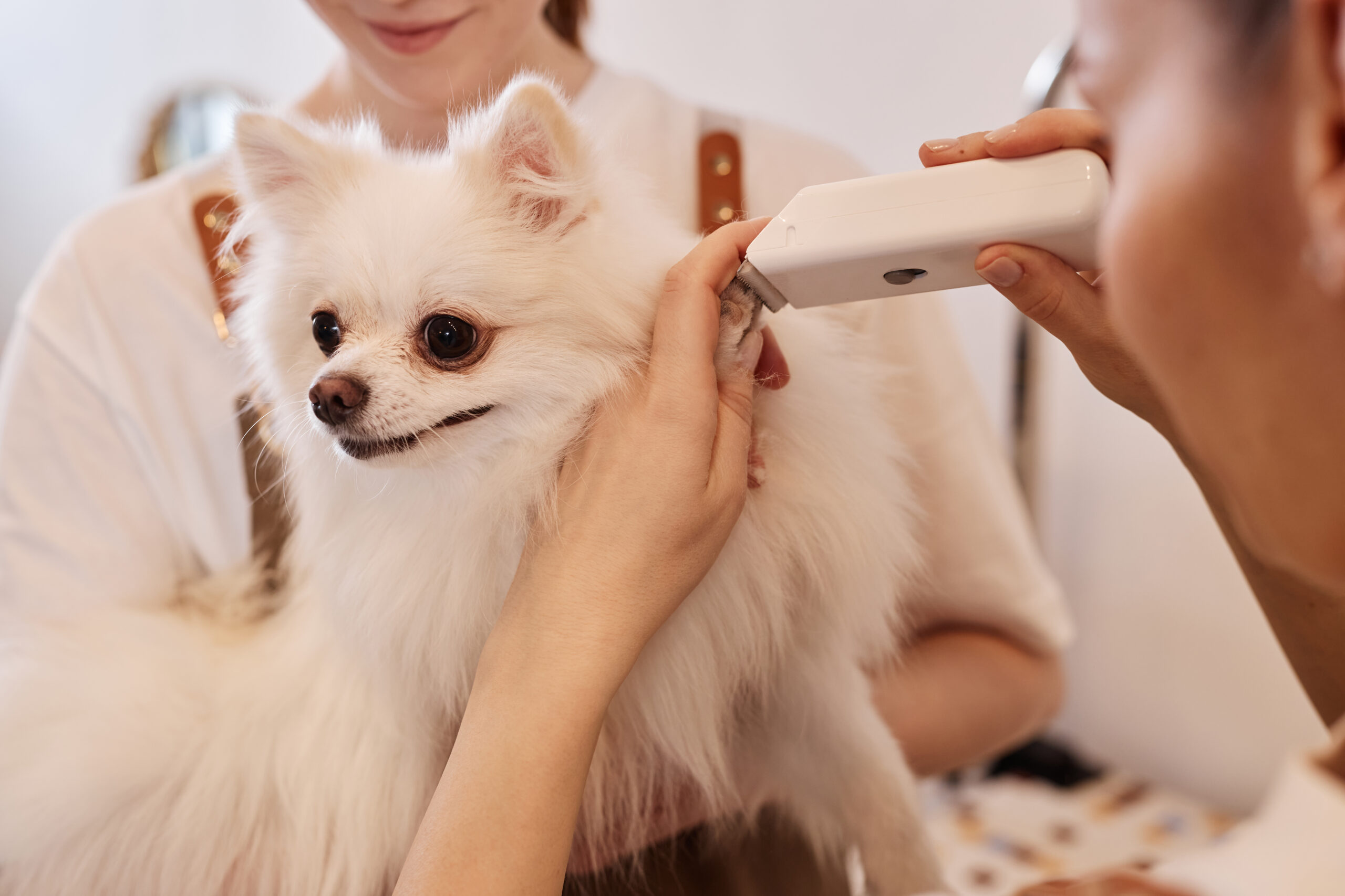 Nail Trimming 101: How to Safely Trim Your Dog’s Nails