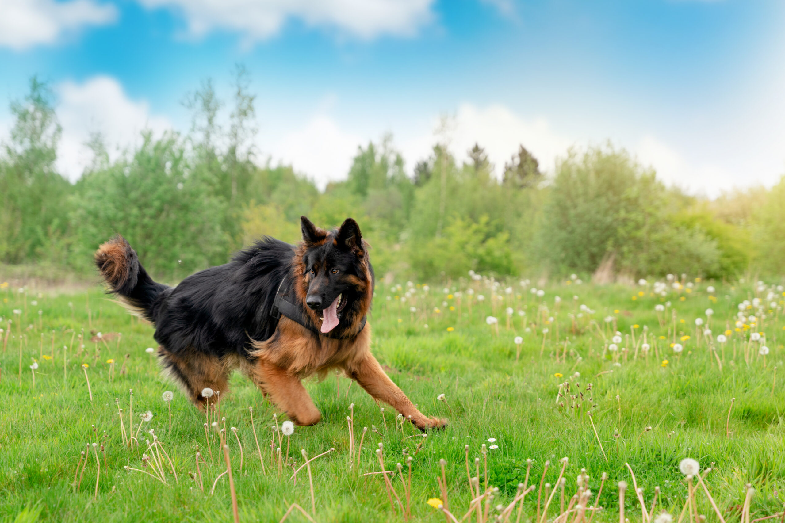 Common Dog Health Issues and How to Prevent Them