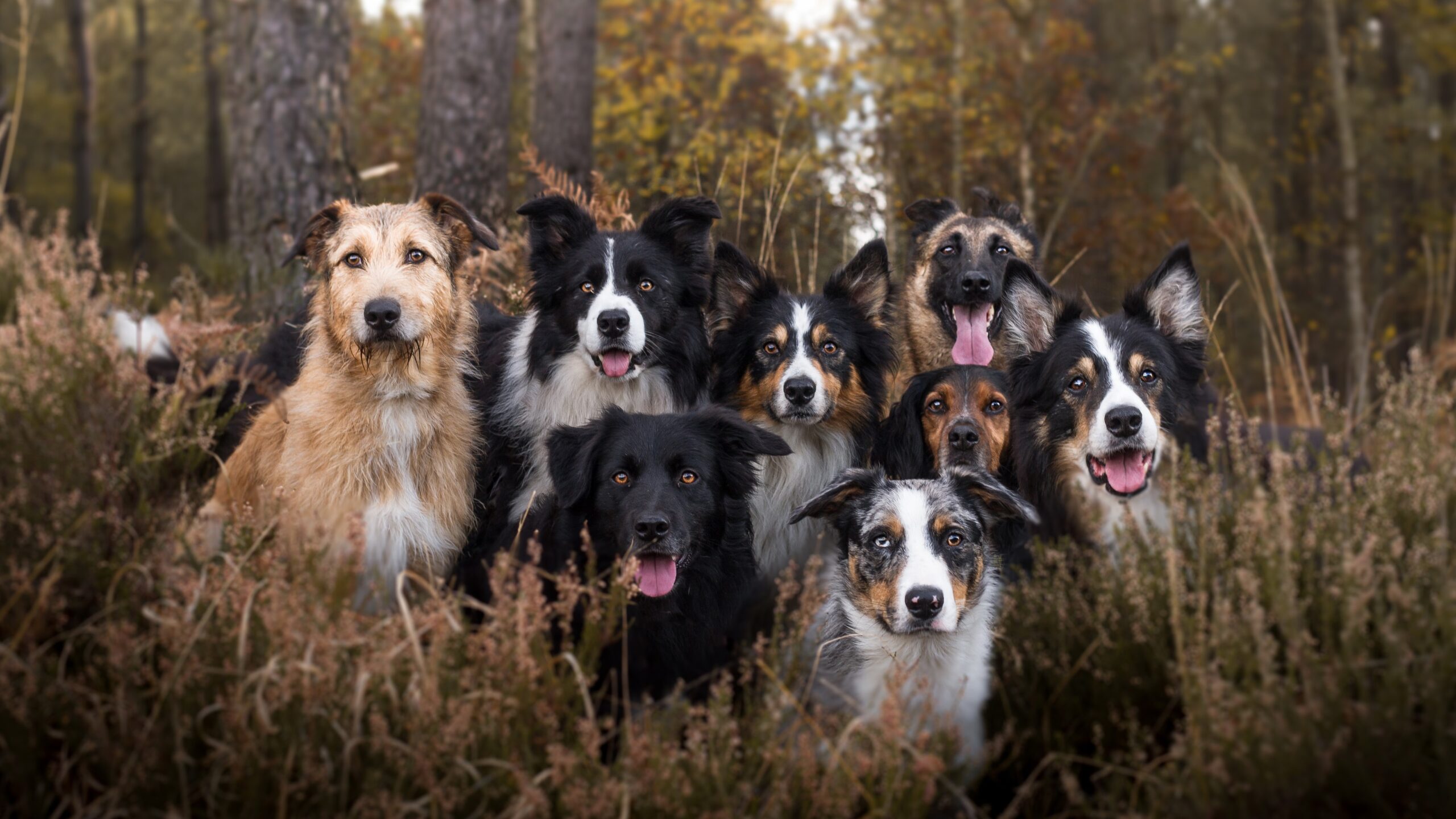 Large Dog Breeds: Best Choices for Active Owners