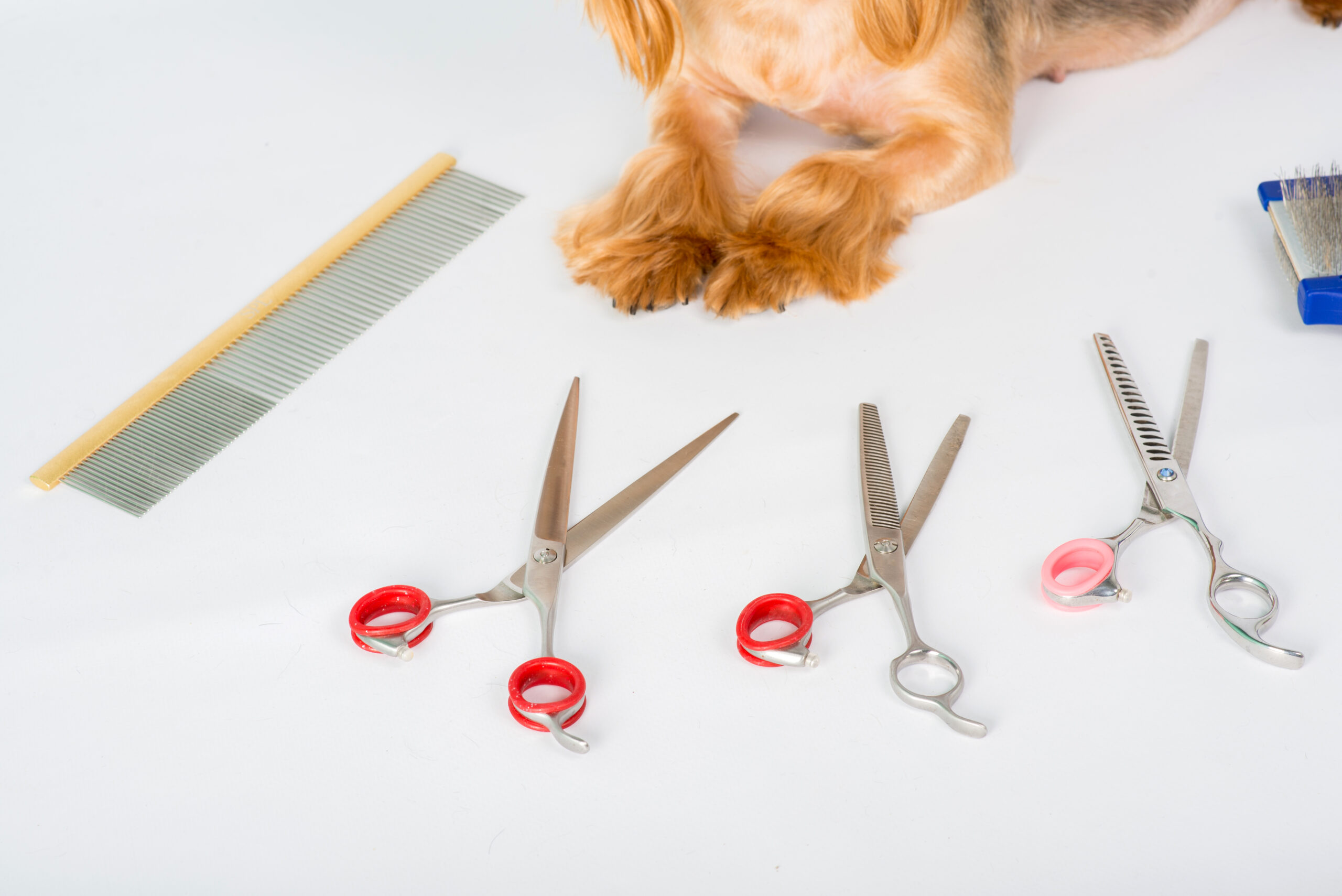 The Best Dog Grooming Tools Every Owner Should Have