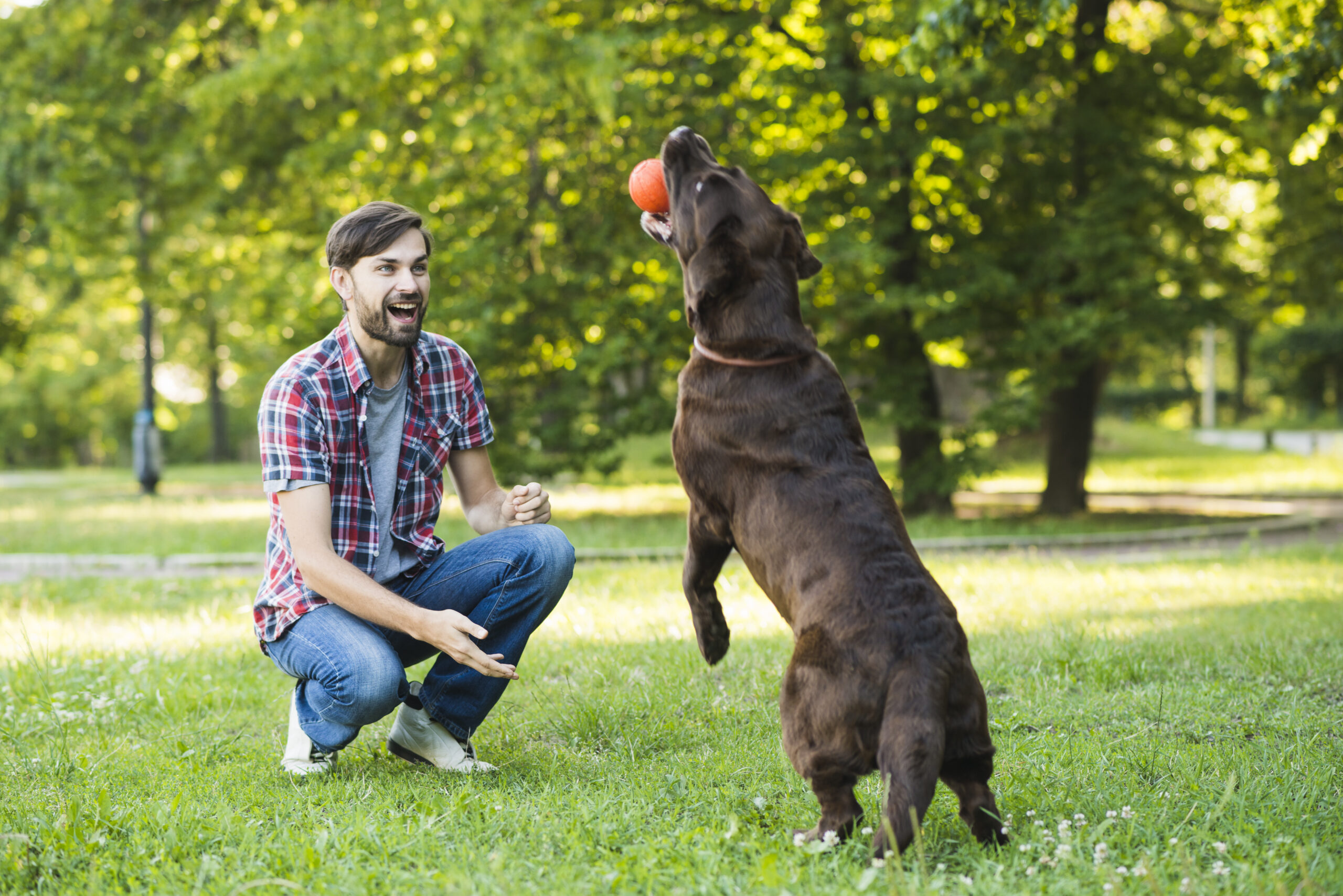 How to Teach Your Dog Basic Commands: A Step-by-Step Guide