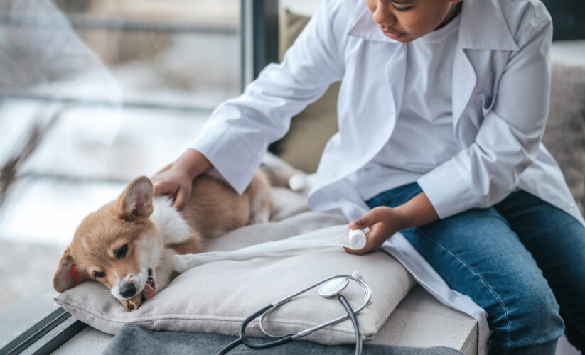 The Importance of Regular Vet Check-Ups for Your Dog