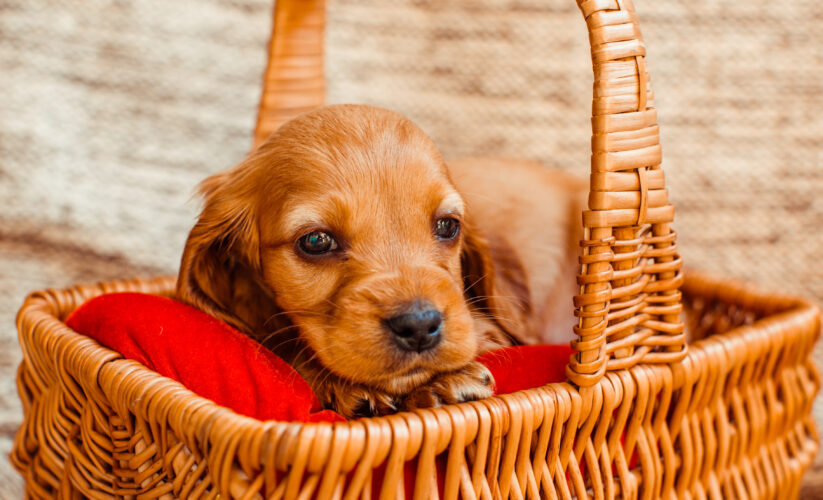 The Ultimate Guide to Crate Training Your Puppy