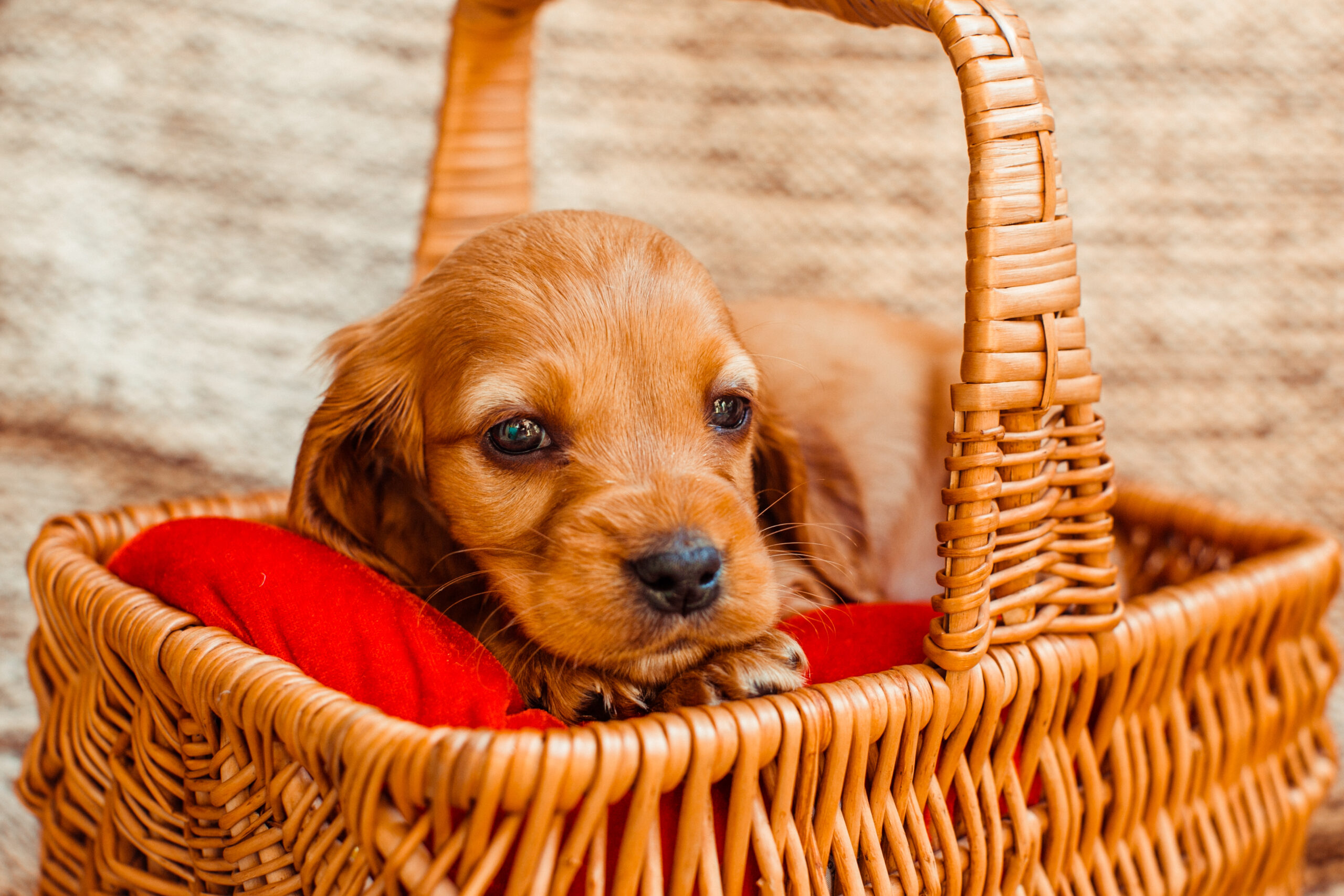 The Ultimate Guide to Crate Training Your Puppy