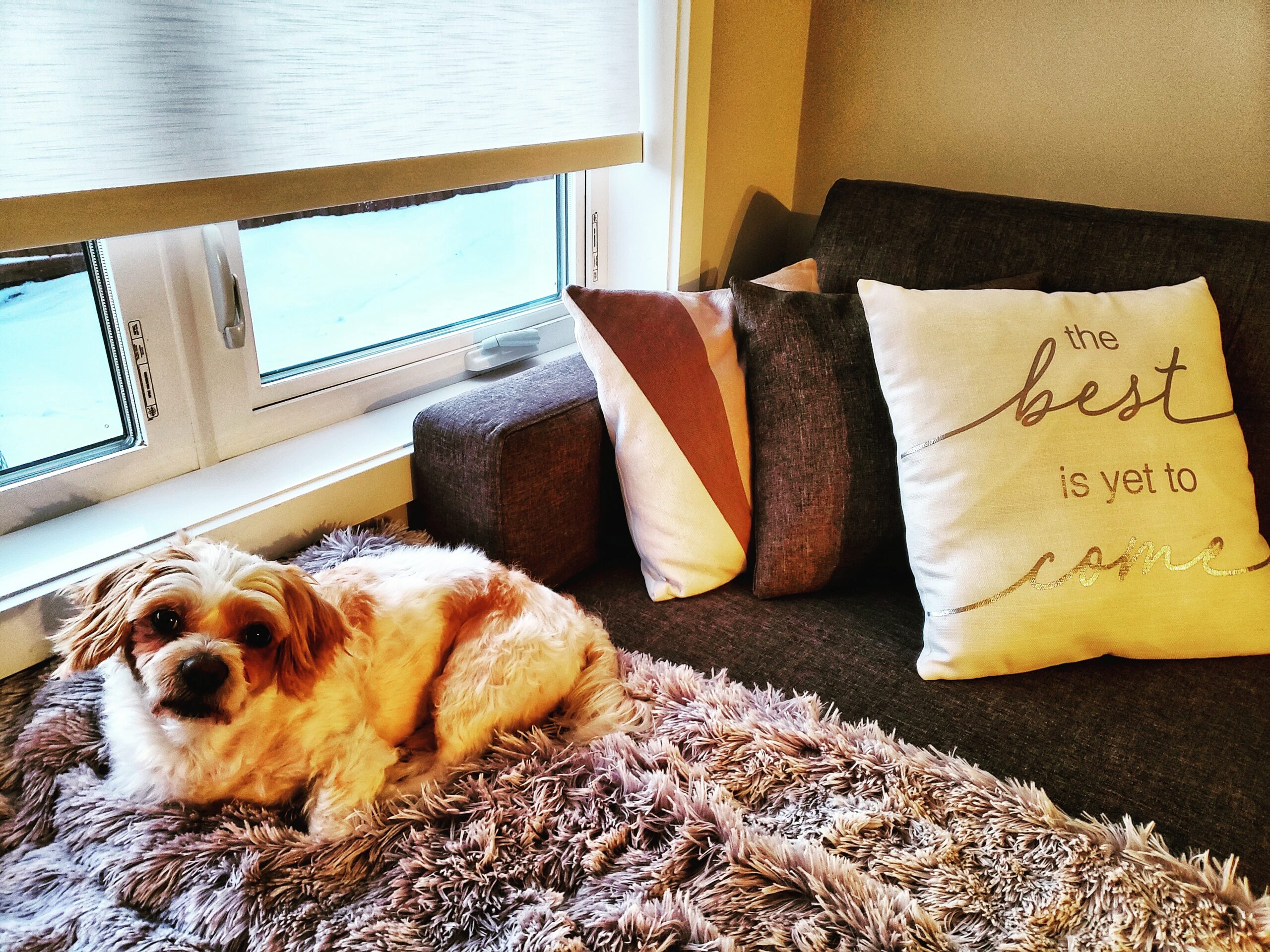 Small Dog Breeds: Perfect Companions for Apartment Living