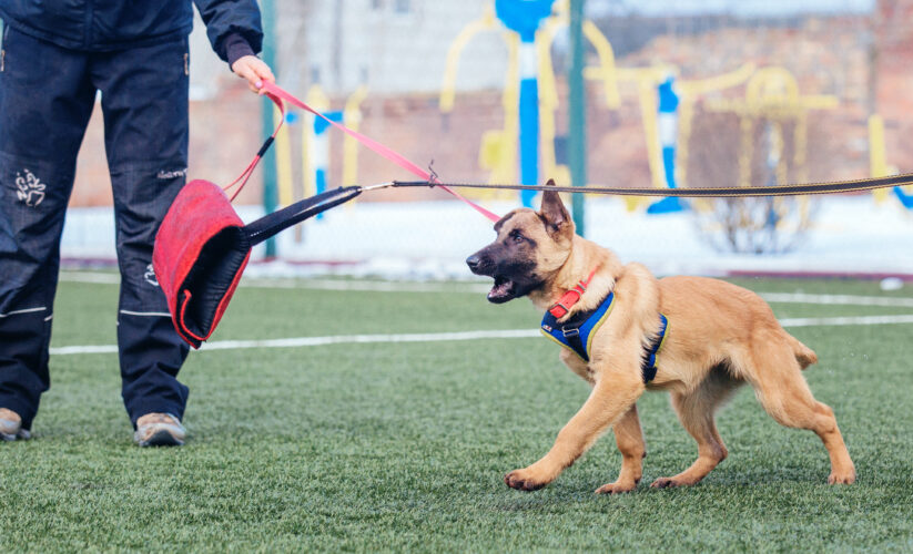 Advanced Dog Training Techniques for Experienced Owners