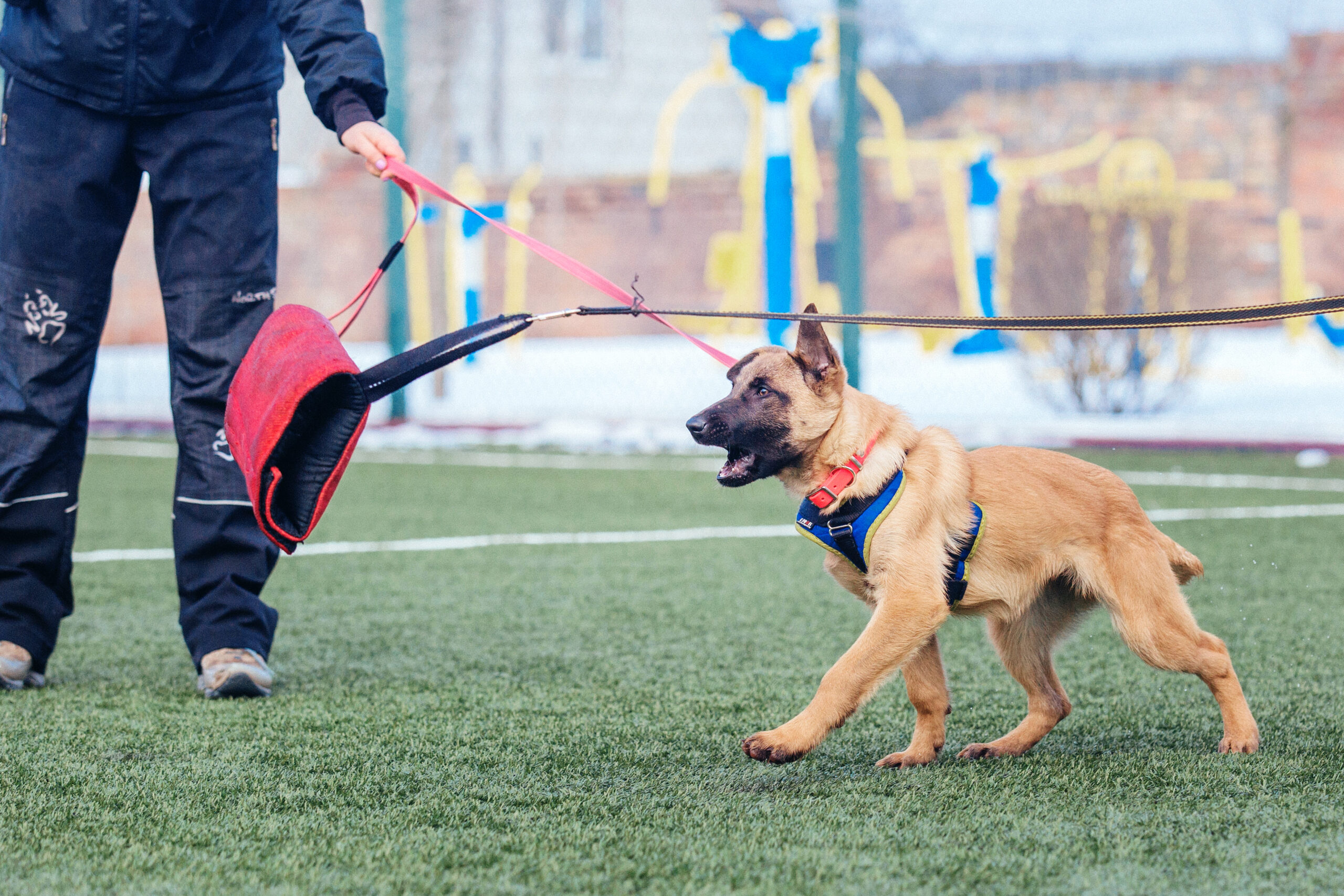 Advanced Dog Training Techniques for Experienced Owners