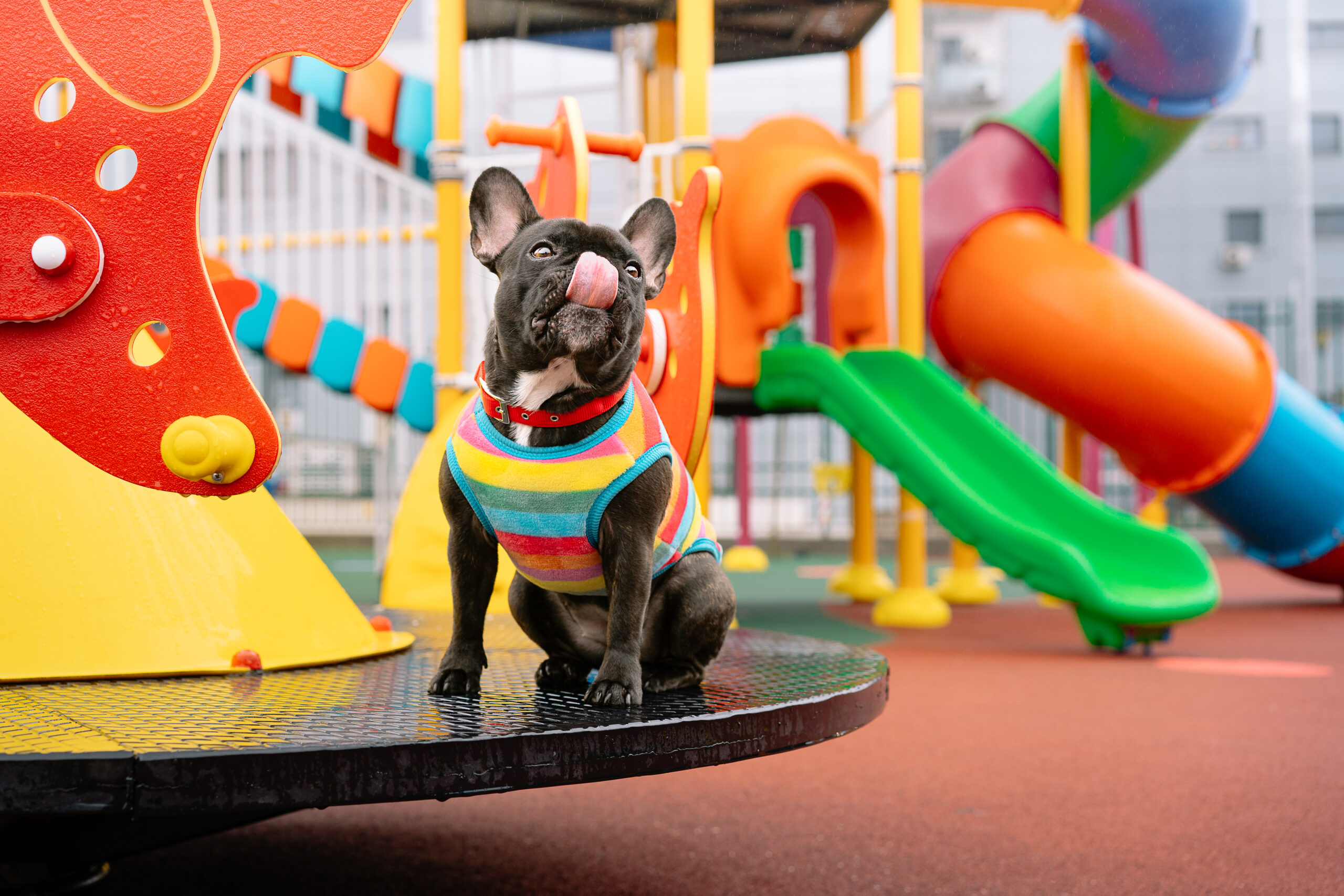 Fun and Creative Dog Play Area Designs