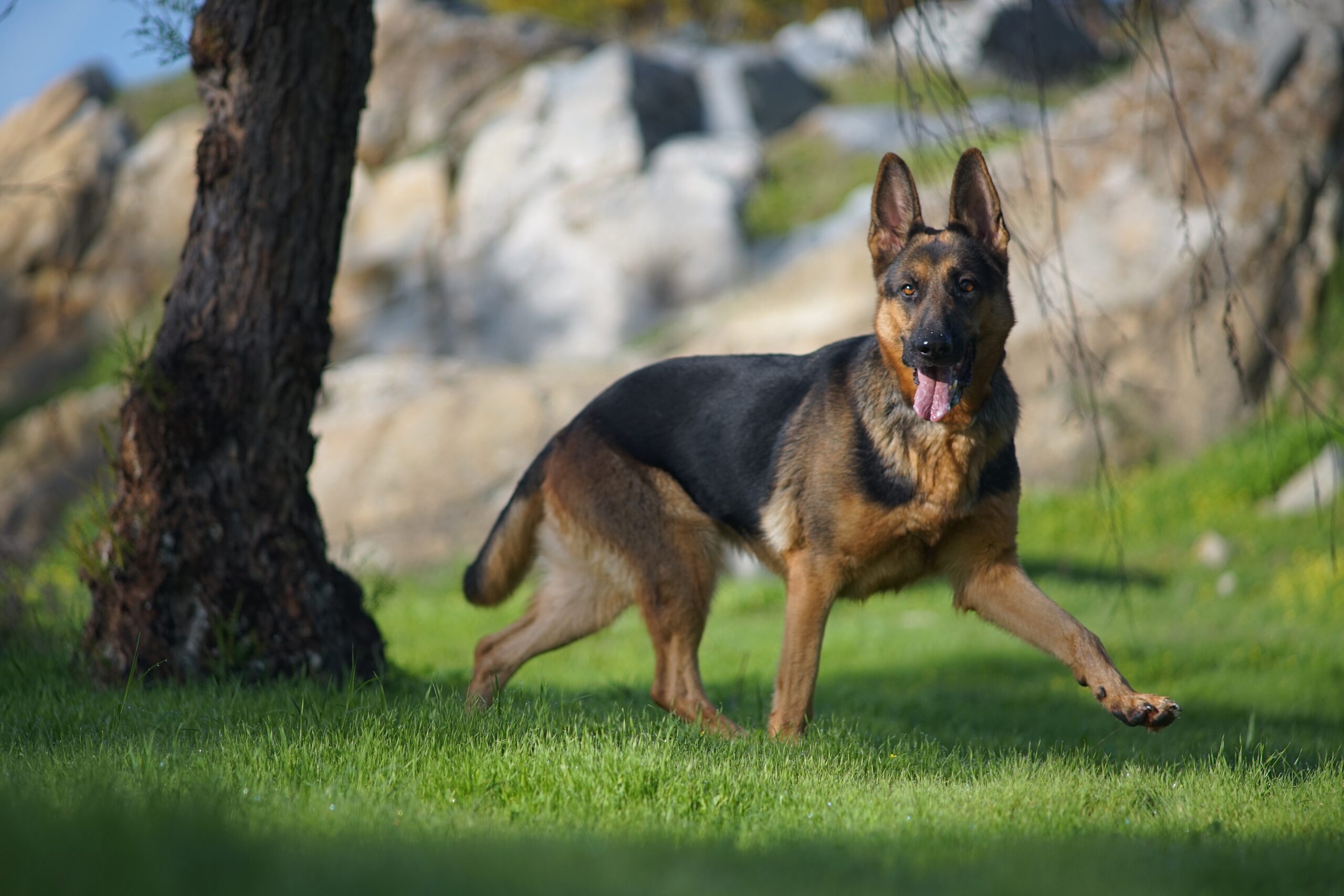 Best Protective Dog Breeds for Family Safety