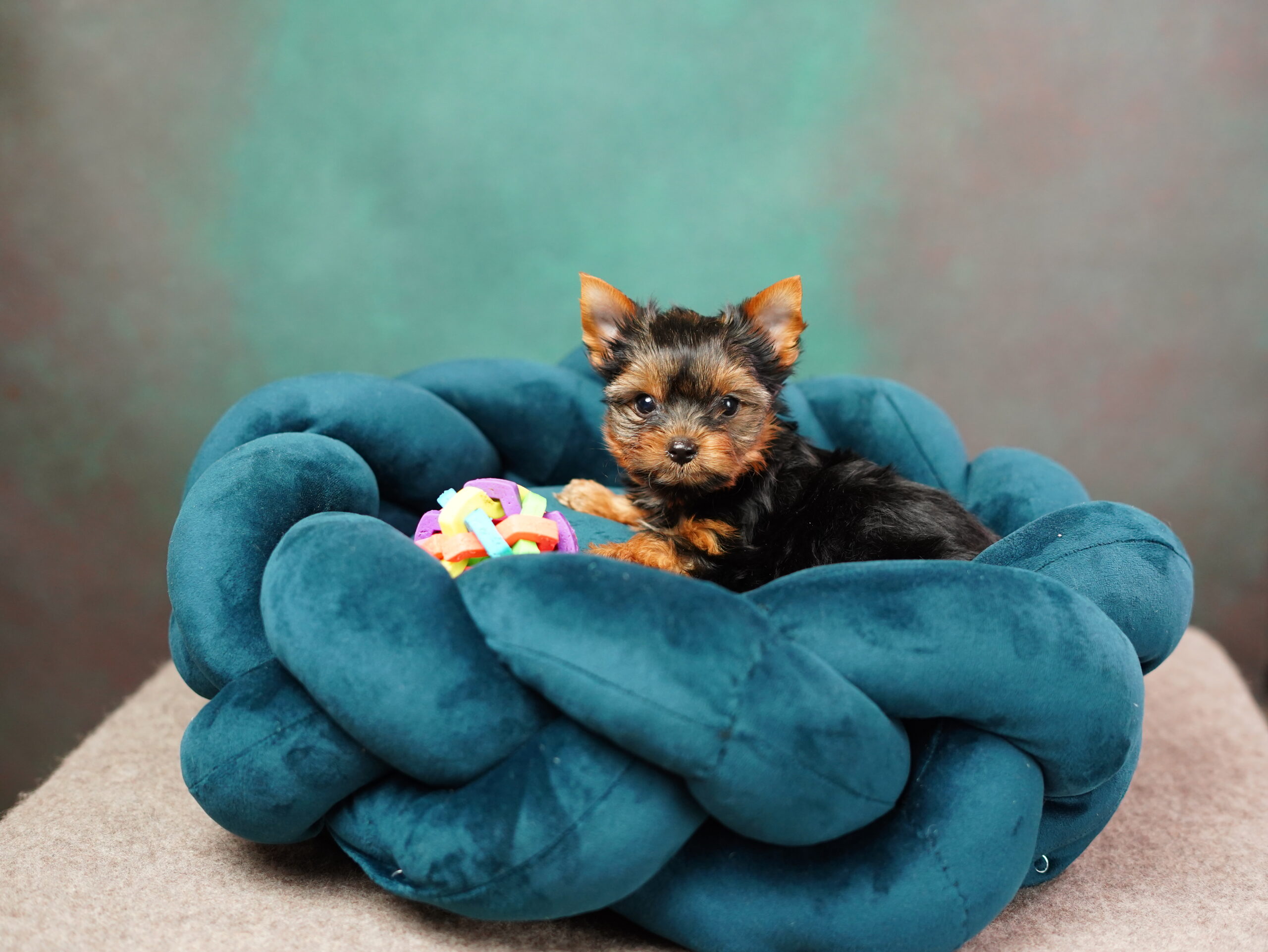 Genius Dog Bed Ideas for Ultimate Comfort