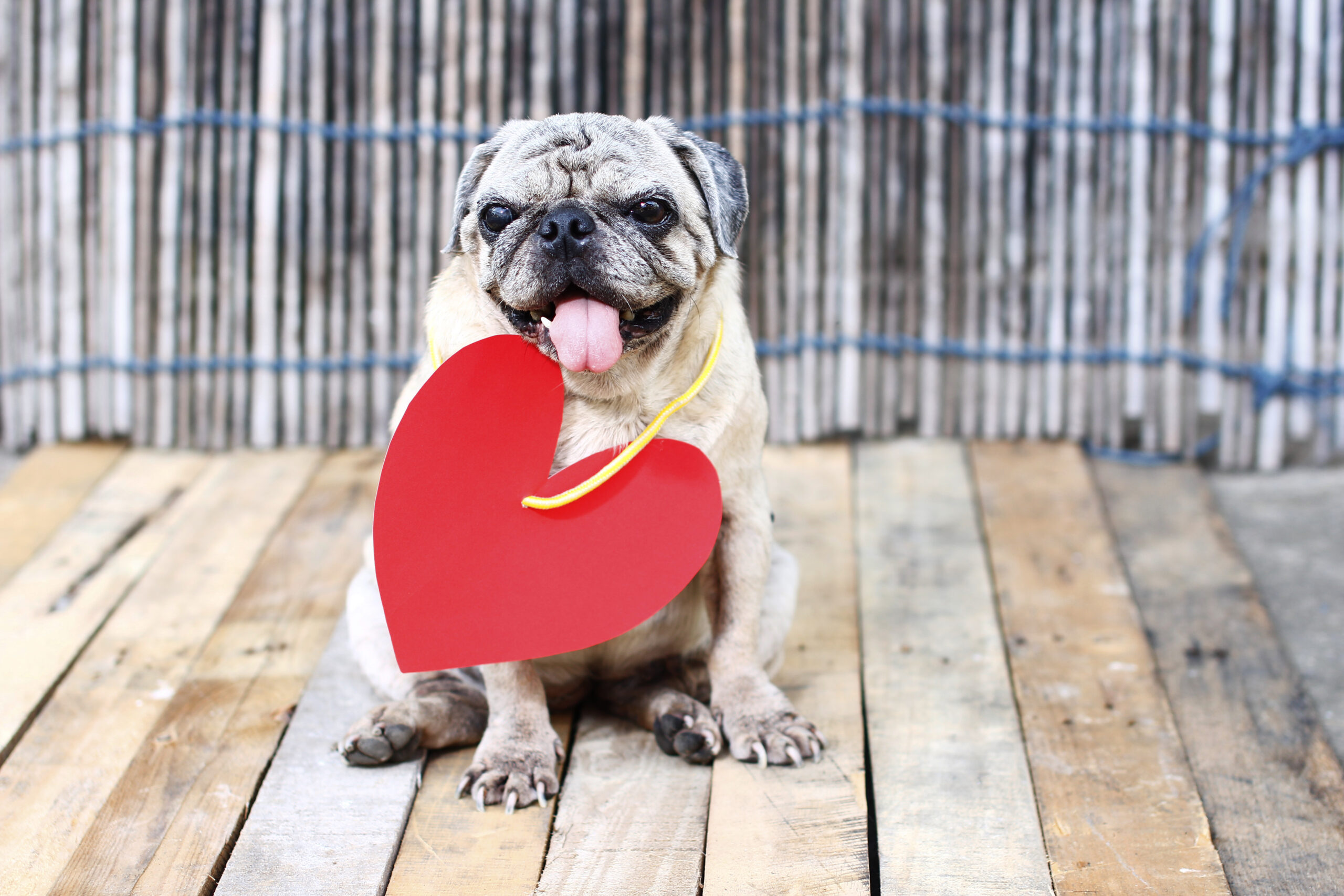 Affordable Ways to Show Your Love for Dogs