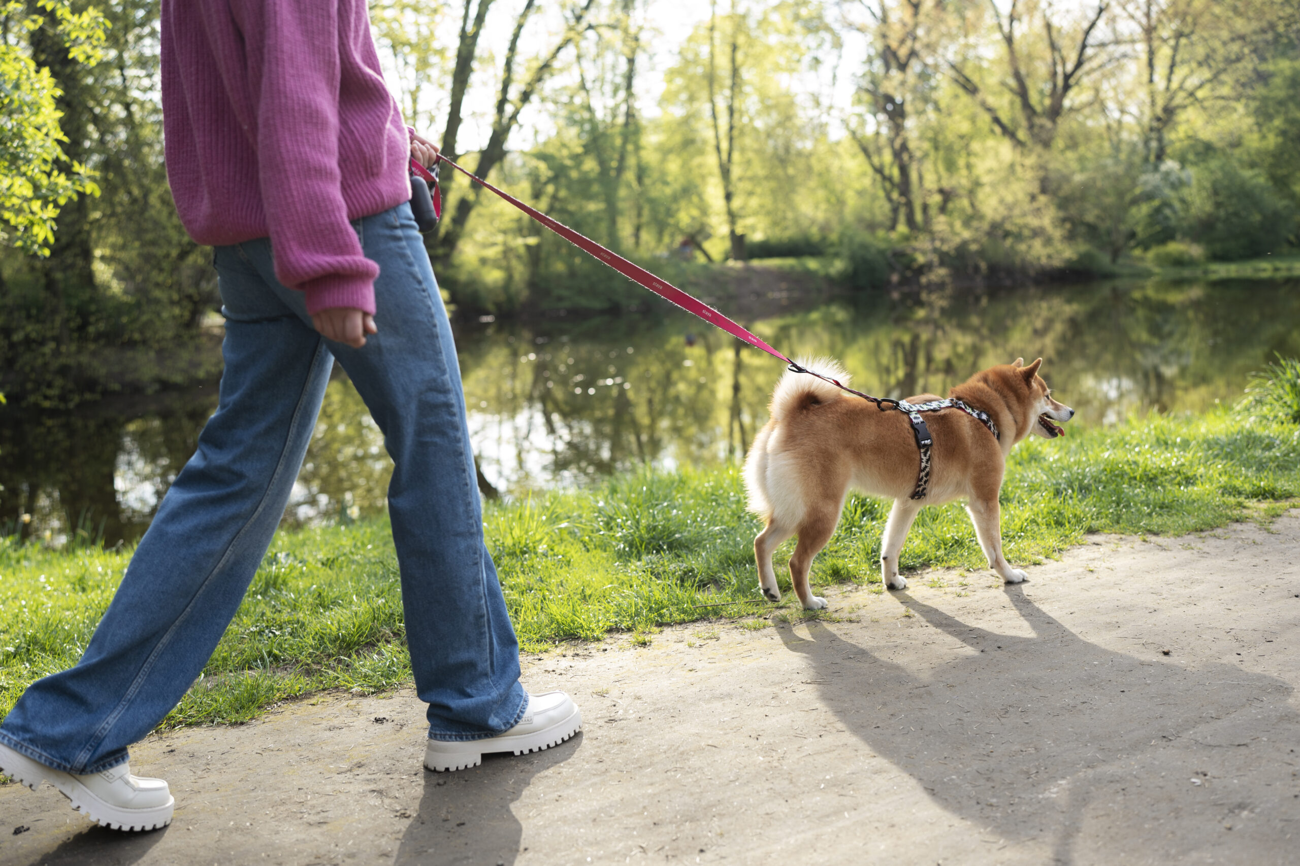 Creative Ways to Keep Your Dog Safe During Walks