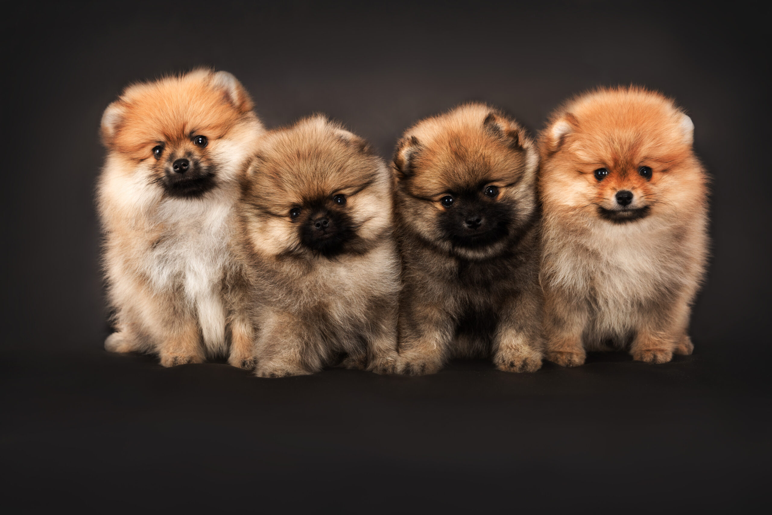 Cute Fluffy Dog Breeds That Will Melt Your Heart