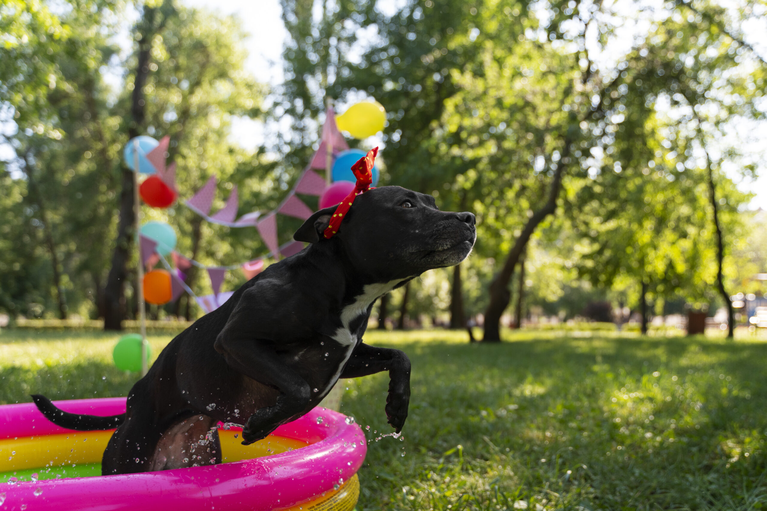 New Dog Play Area Ideas That Are Easy to Build