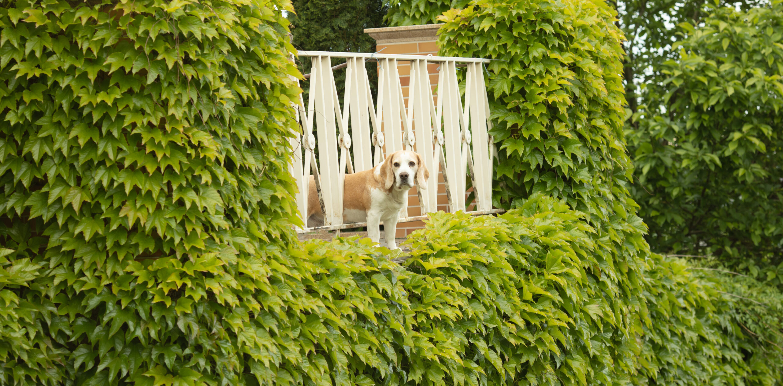 Affordable DIY Dog Potty Area for Small Spaces