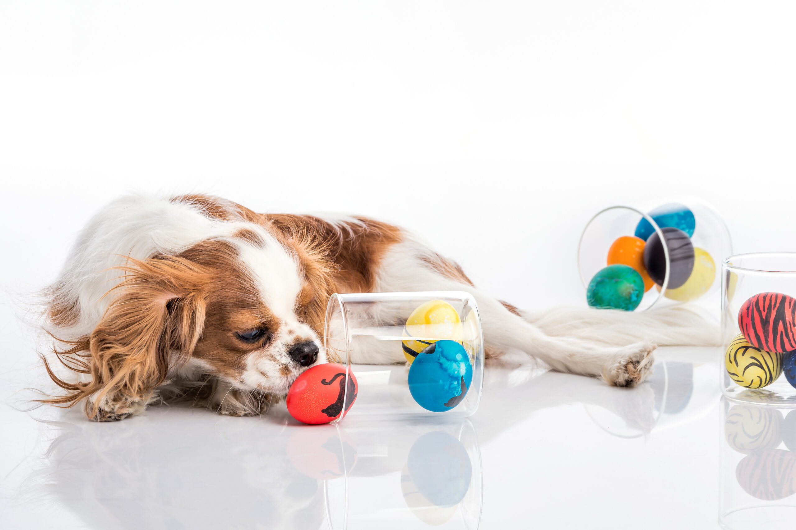 Top Creative Dog Toys to Keep Your Pet Entertained