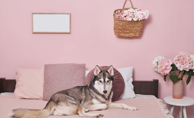 Affordable Ways to Create a Cute Dog Aesthetic at Home