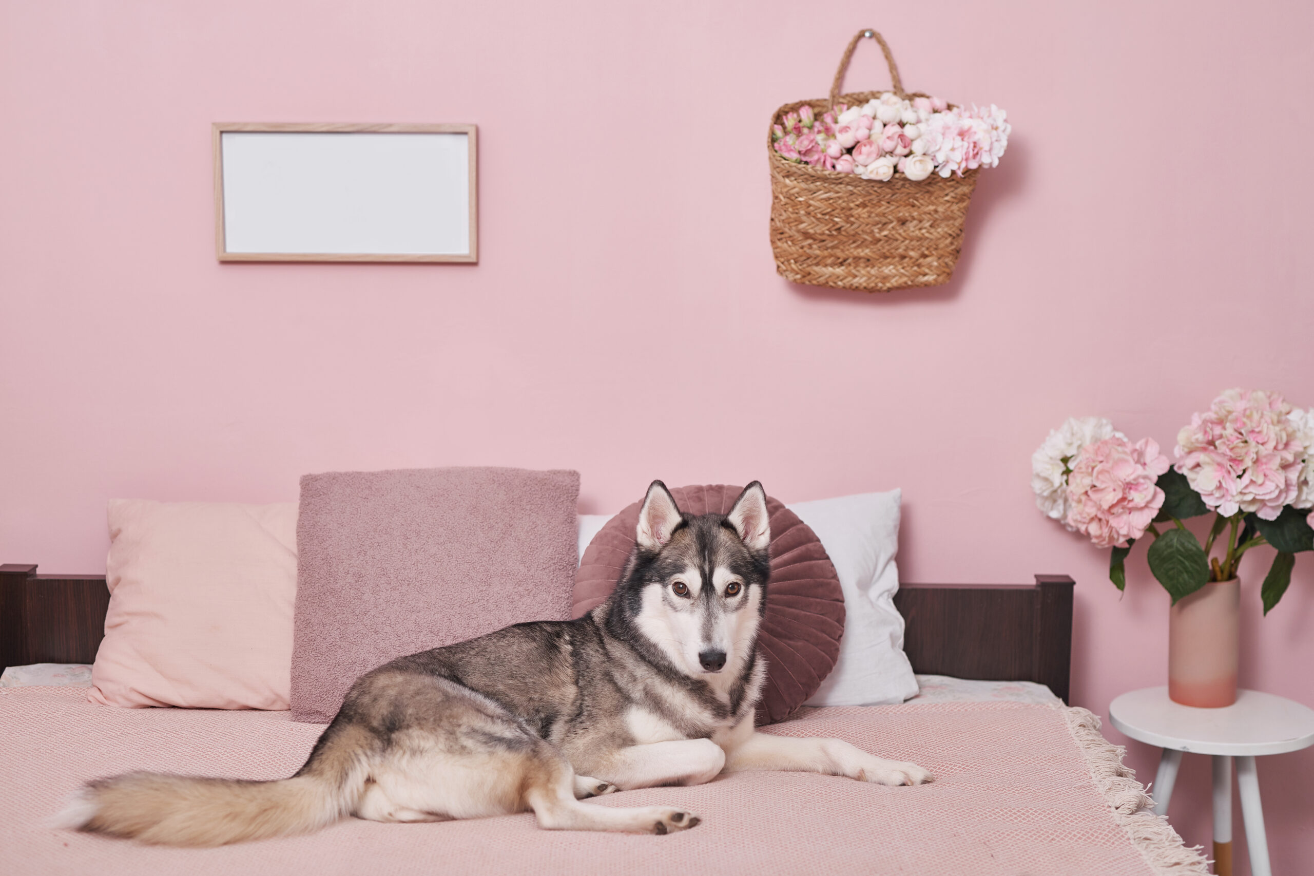 Affordable Ways to Create a Cute Dog Aesthetic at Home