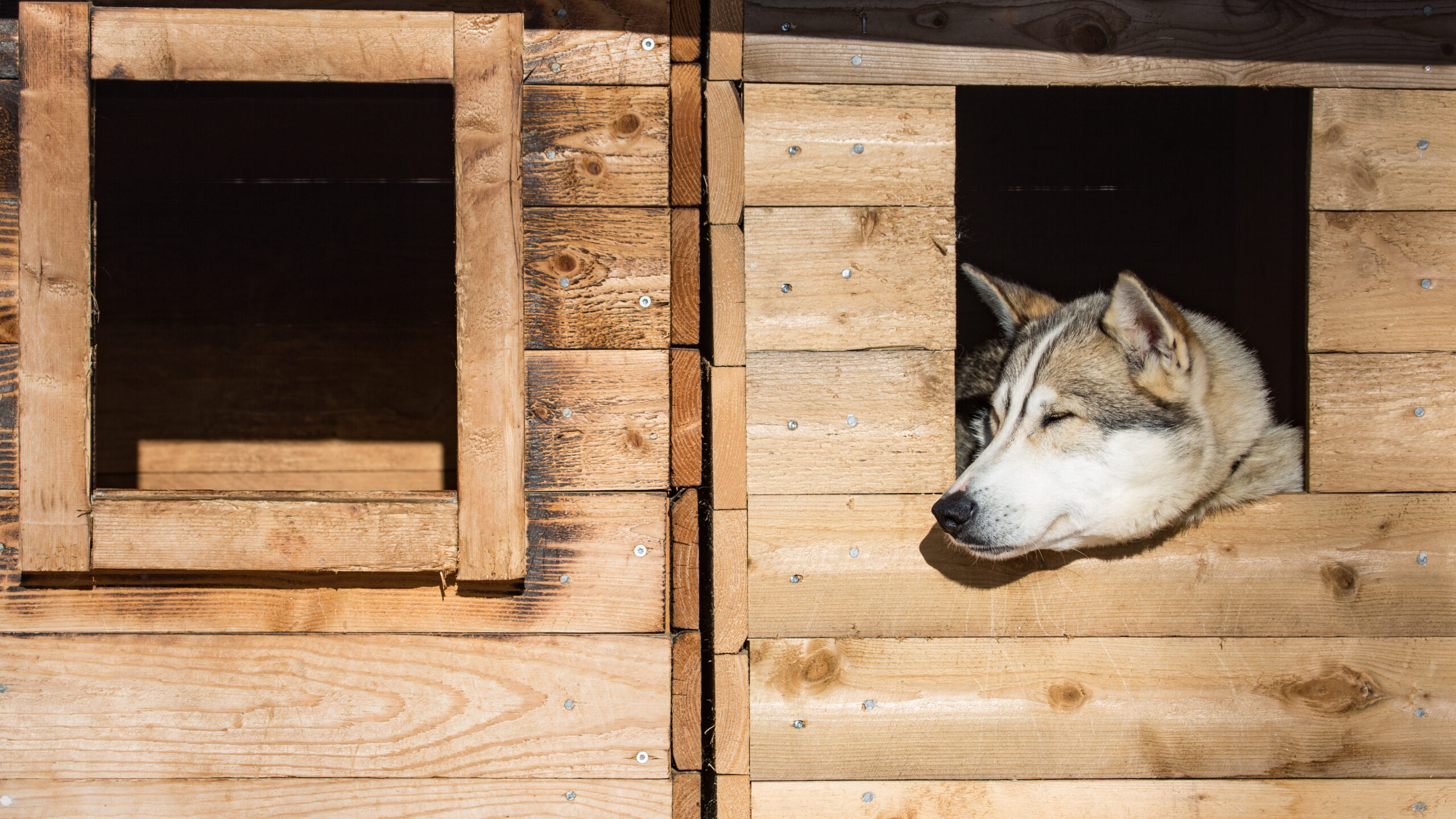 Creative Ways to Design a Unique Pallet Dog House